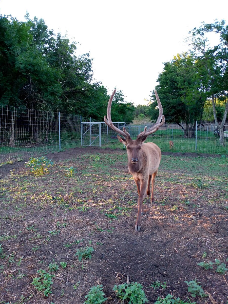 ВЕЛИКОЛЕПНЫЙ ЛАСКОВЫЙ ЗВЕРЬ