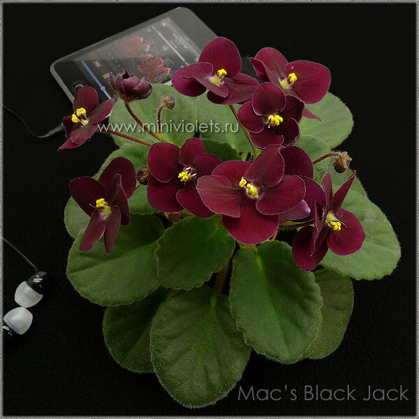 Mac's Black Jack (G. McDonald) (фото из интернета, выбрала, что попалось)