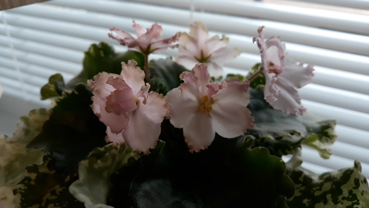 Первое цветение