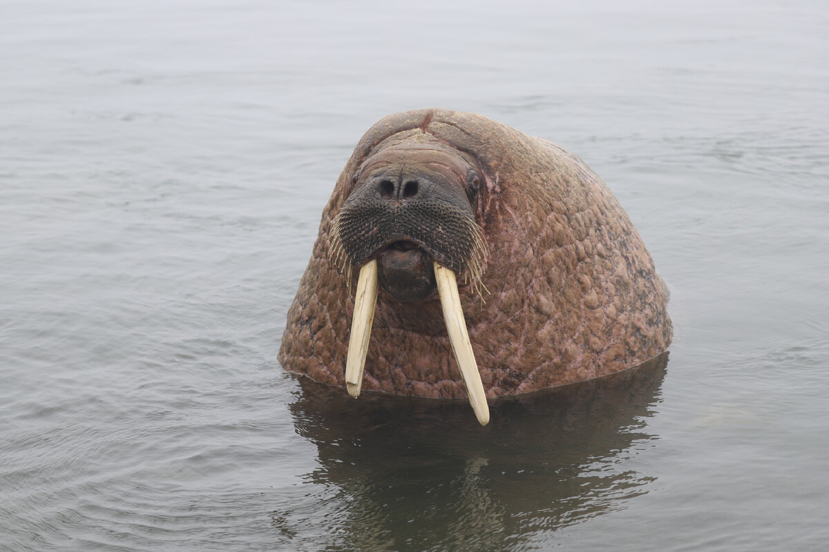 День моржа фото. Вопрос чтобы узнать моржа.