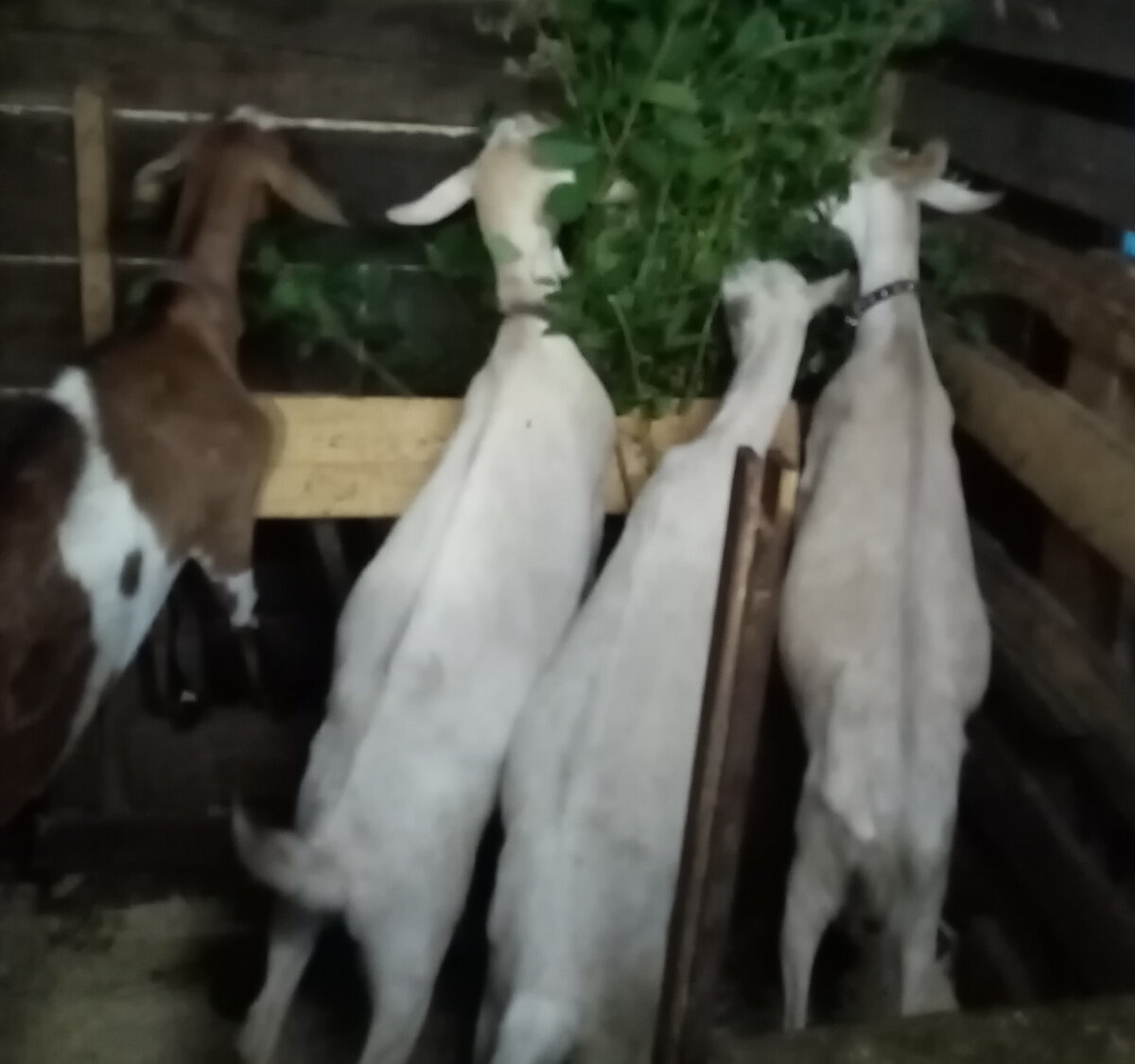 Вкусные веточки! 