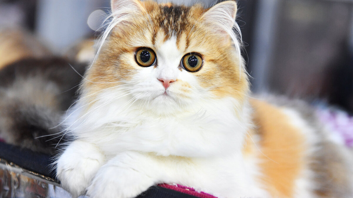    " Выставка котят "КоШарики Шоу"© РИА Новости . Наталья Селиверстова