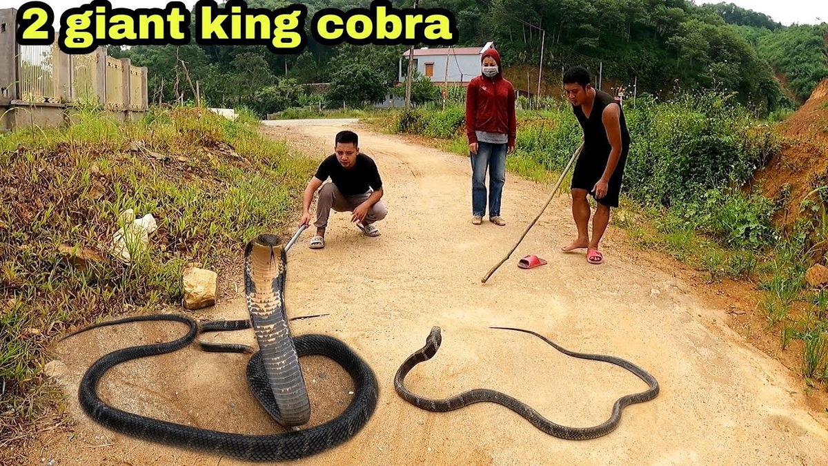 Que dia se cobra por la mutua