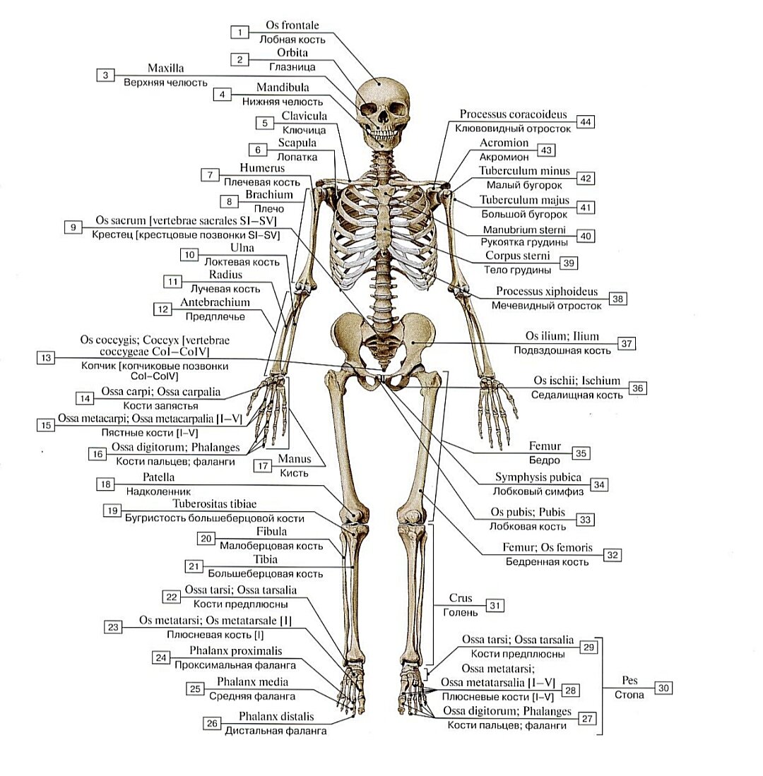 Скелет человека. Вид спереди.