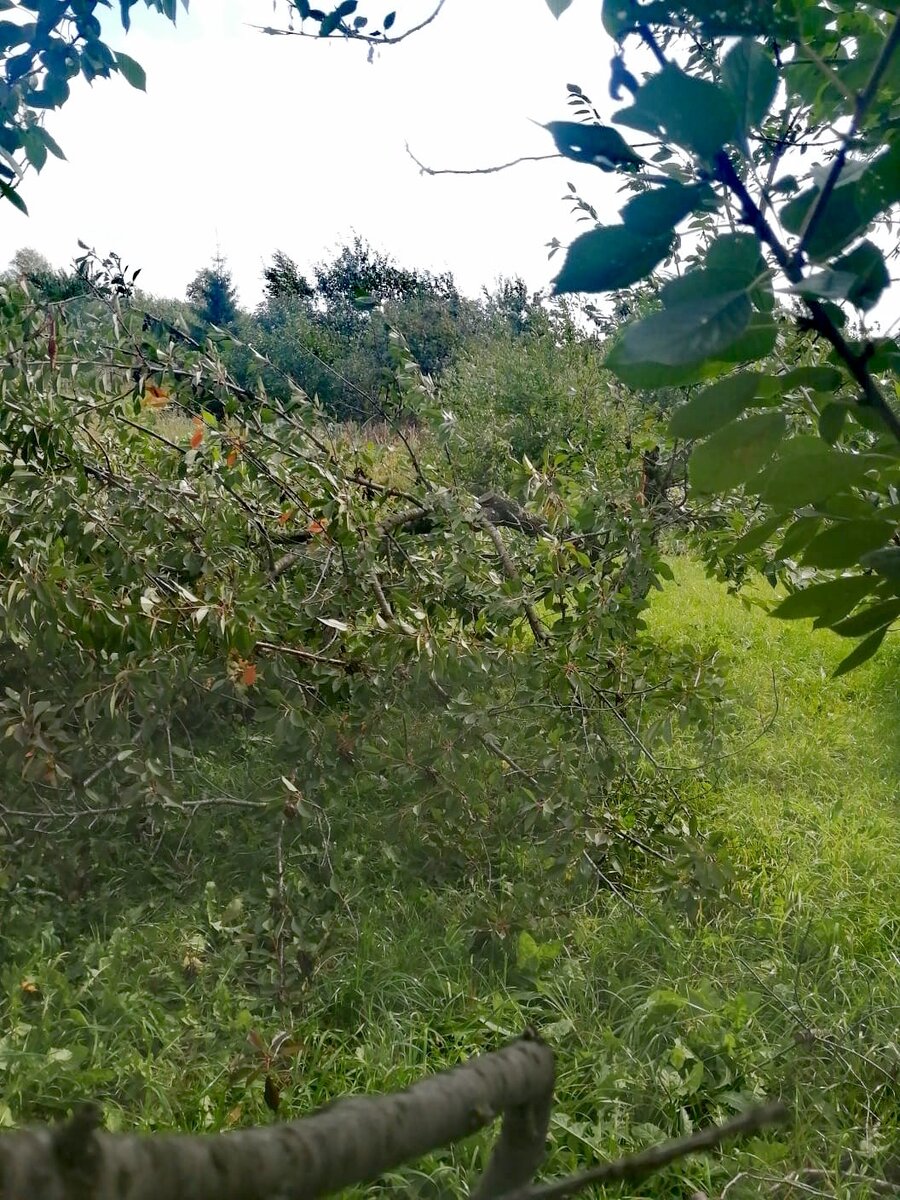 Ветер сломал черешню.