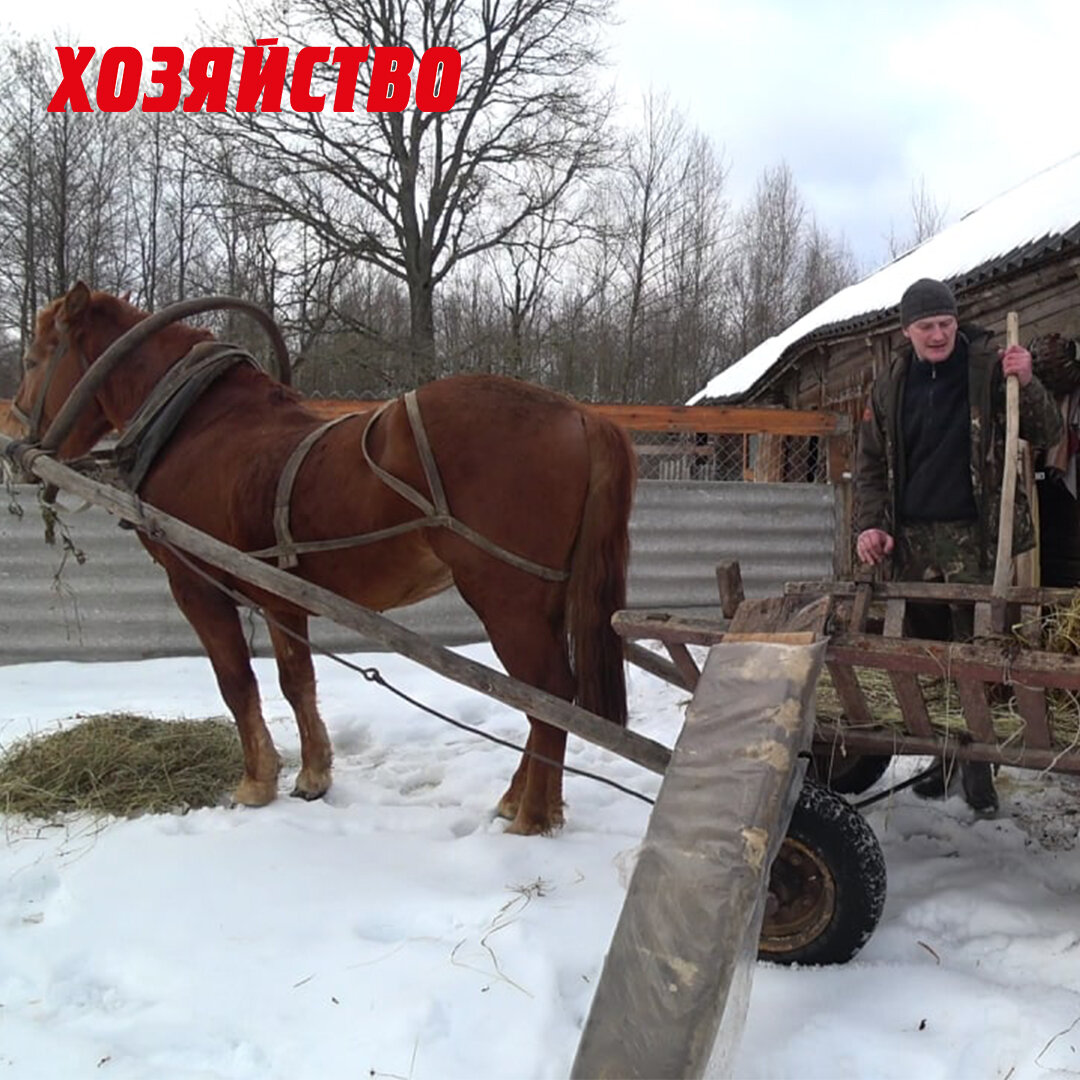 Купил хутор в лесу на краю болота | Газета Хозяйство | Дзен