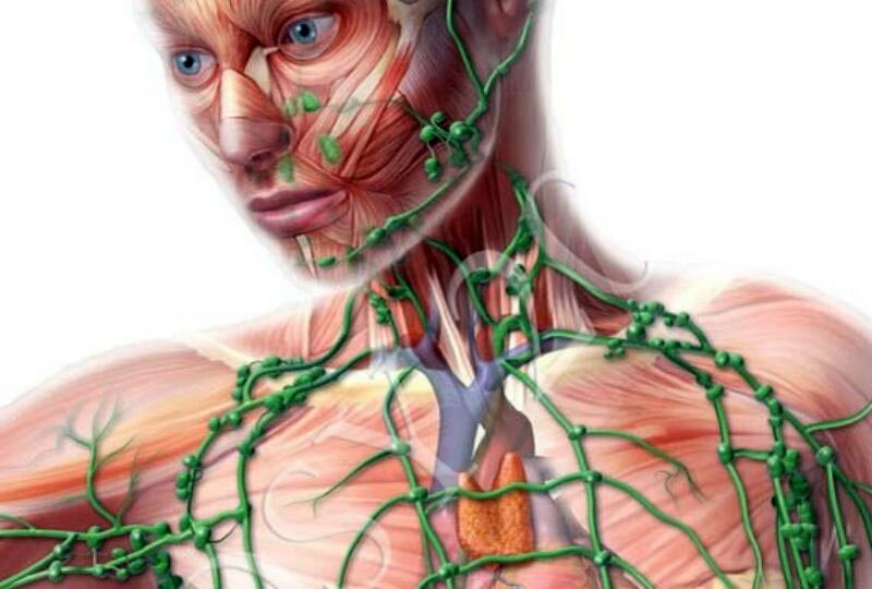 Картинка лимфоузлов на теле человека