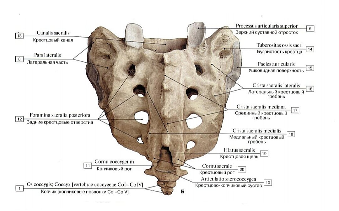 Крестец и копчик. Вид сзади, сбоку. 