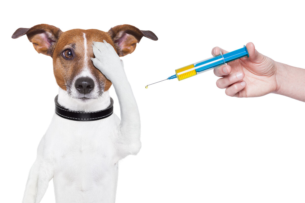 Чем сейчас вакцинировать кошек и собак | Ветеринар и собачка | Дзен