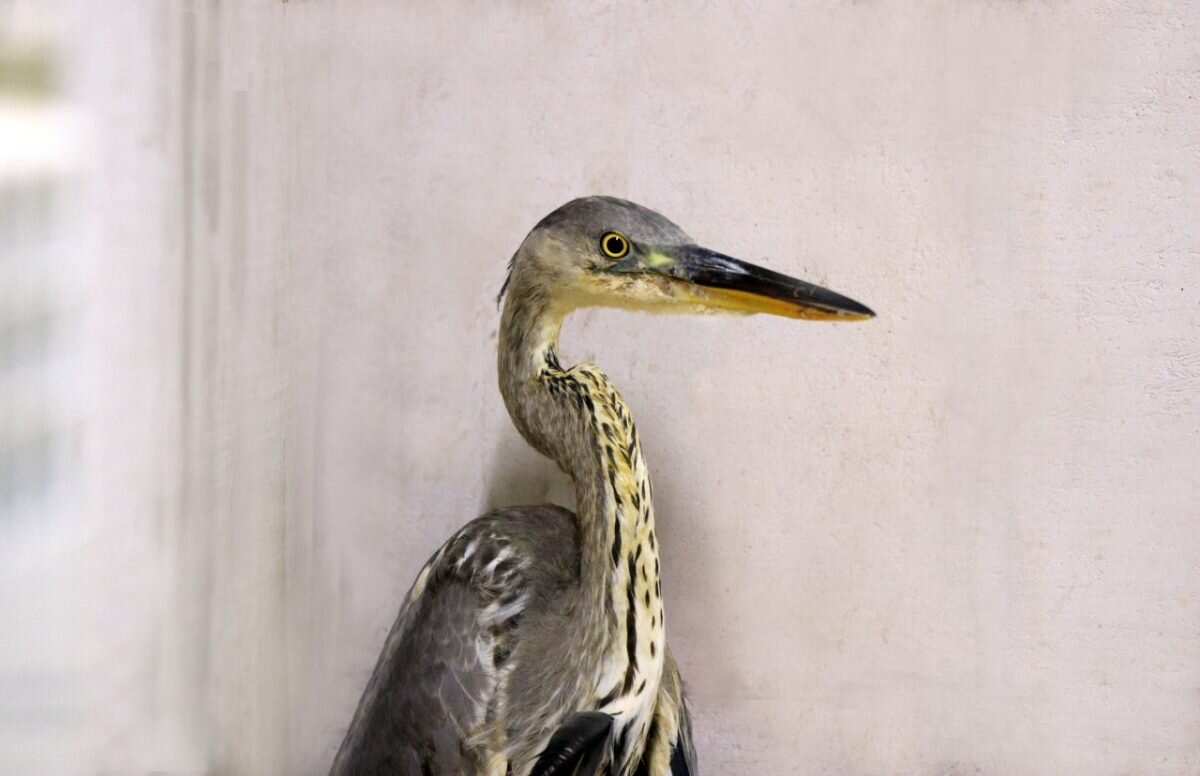    Травмированную птицу нижегородка нашла случайно на улице Арина Полтанова