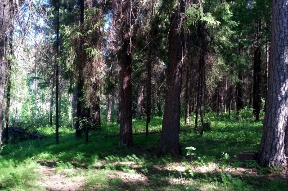    В Пермском крае нашли погибшей пропавшую в лесу женщину
