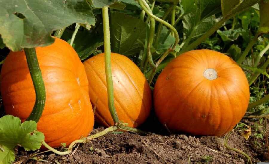 Источник: pixabay.com