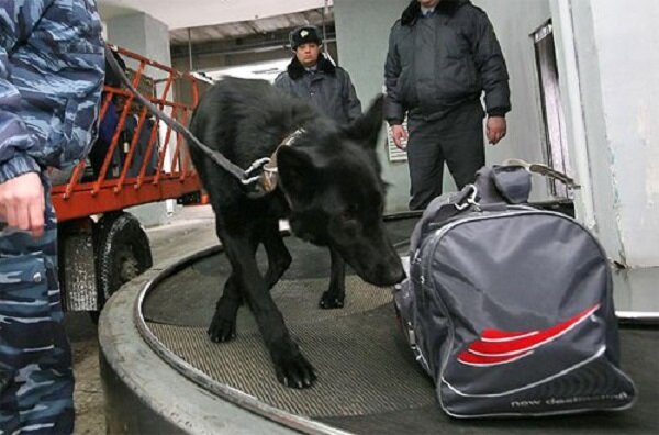 Досмотр сумок. О транспортной безопасности. Досмотр сумки. Транспортная безопасность аэропорт досмотр. Досмотр багажа собакой.