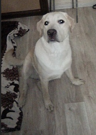 Ему нужен новый дом и совет, знающих породу