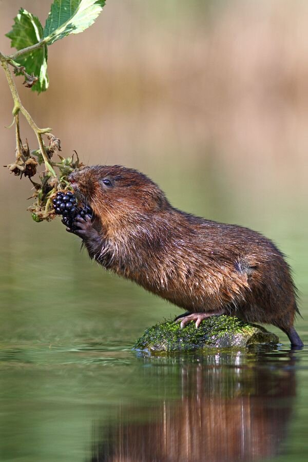 Собственно Ондатра
