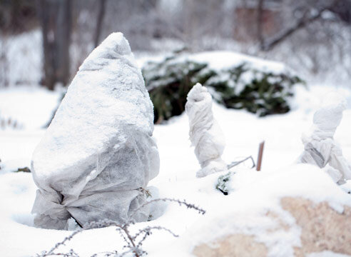 Зимнее укрытие роз в саду Татьяны Жирковой