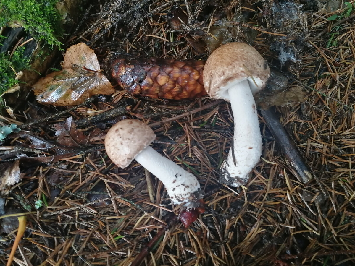 фото автора. Шампиньон лесной