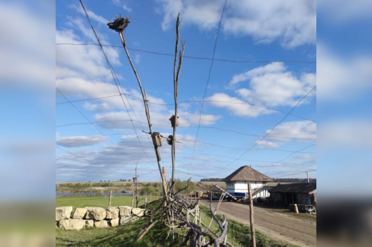    В природном парке под Воронежем редких сусликов спрятали от орлов за сеткой