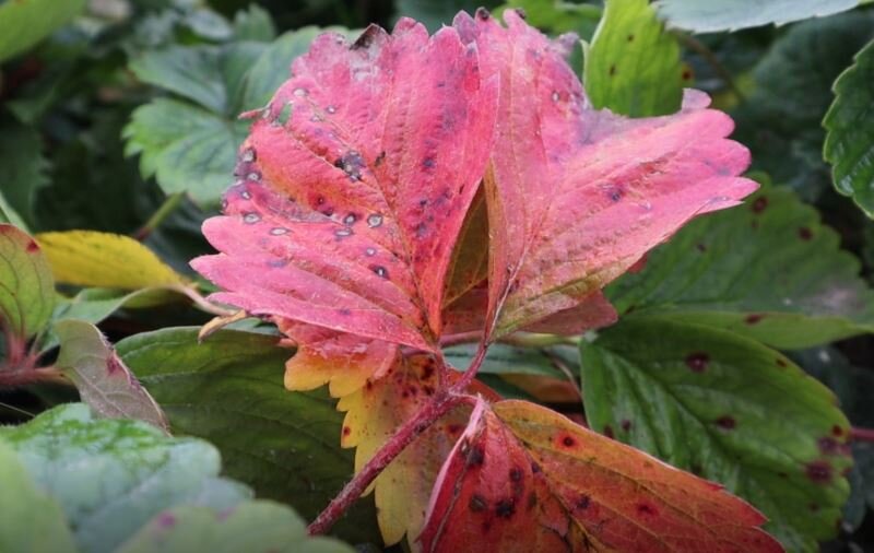 Местами кустики полностью красные, а местами - частично.