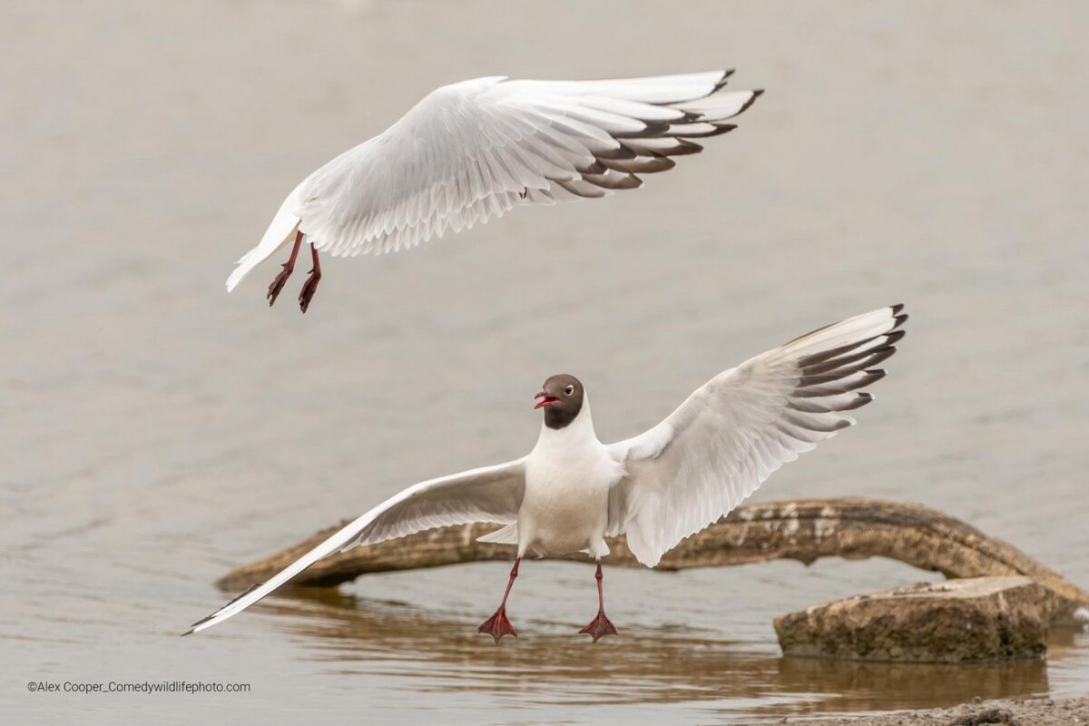 © Alex Cooper.
Финалист Comedy Wildlife Photography Awards’2022