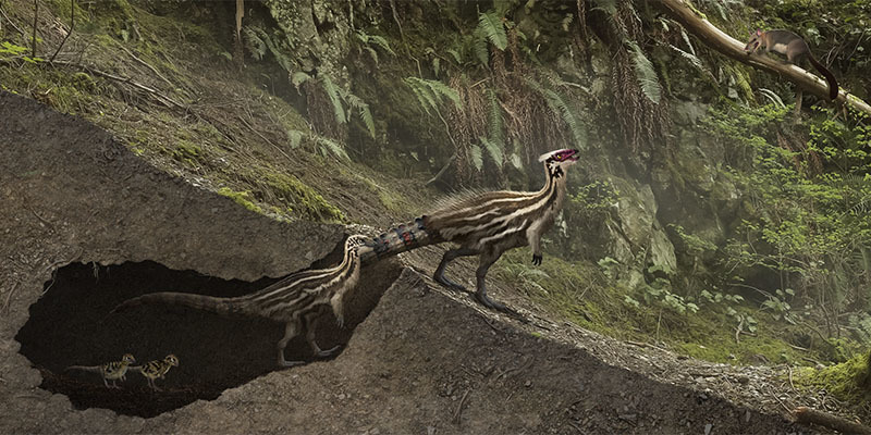 Учитывая, что динозавр был двухметровым, то и норы он рыл соответствующие.