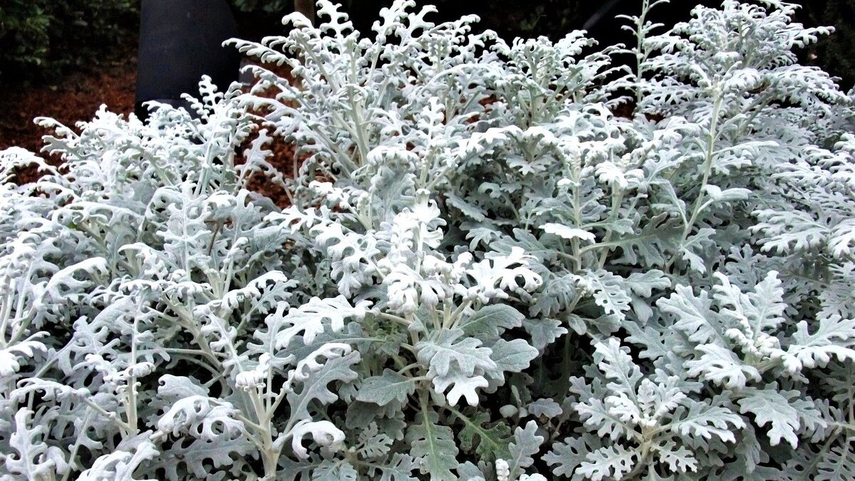 Цинерарии цветы фото как выглядят. Цинерария сильверадо. Цинерария крестовник пепельный. Цинерария уход и выращивание в открытом грунте. Цинерария уход и выращивание в открытом грунте.