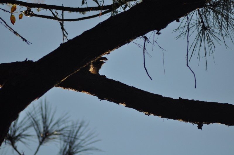Хитрый енот спрятался на дереве