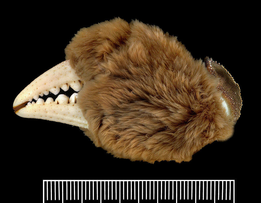Клешня мохнаторукого краба (Eriocheirsinensis)