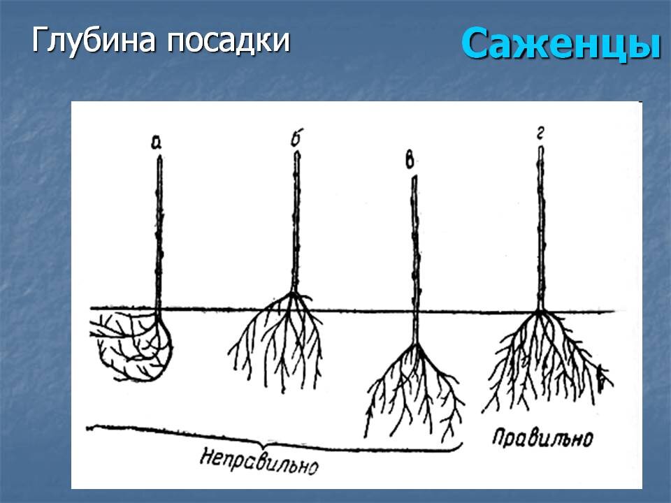 Схема посадки алычи