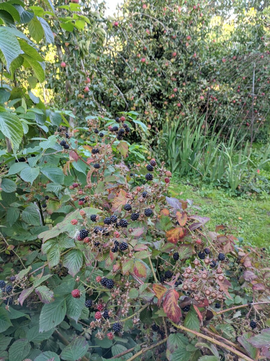 Последние ягоды сезона