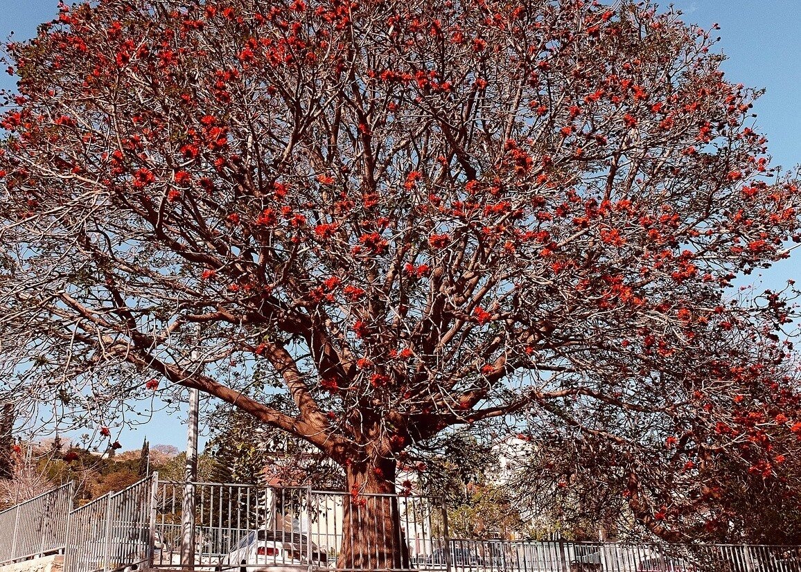 Священное дерево жизни  Bombax Ceiba