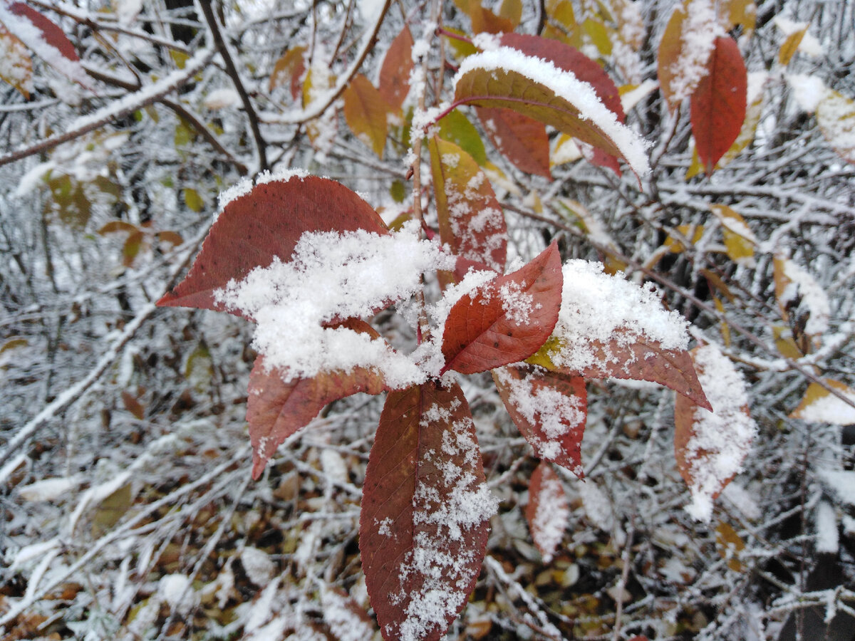 Сады спят. Снег поет лучшие колыбельные. Ноябрь 2022