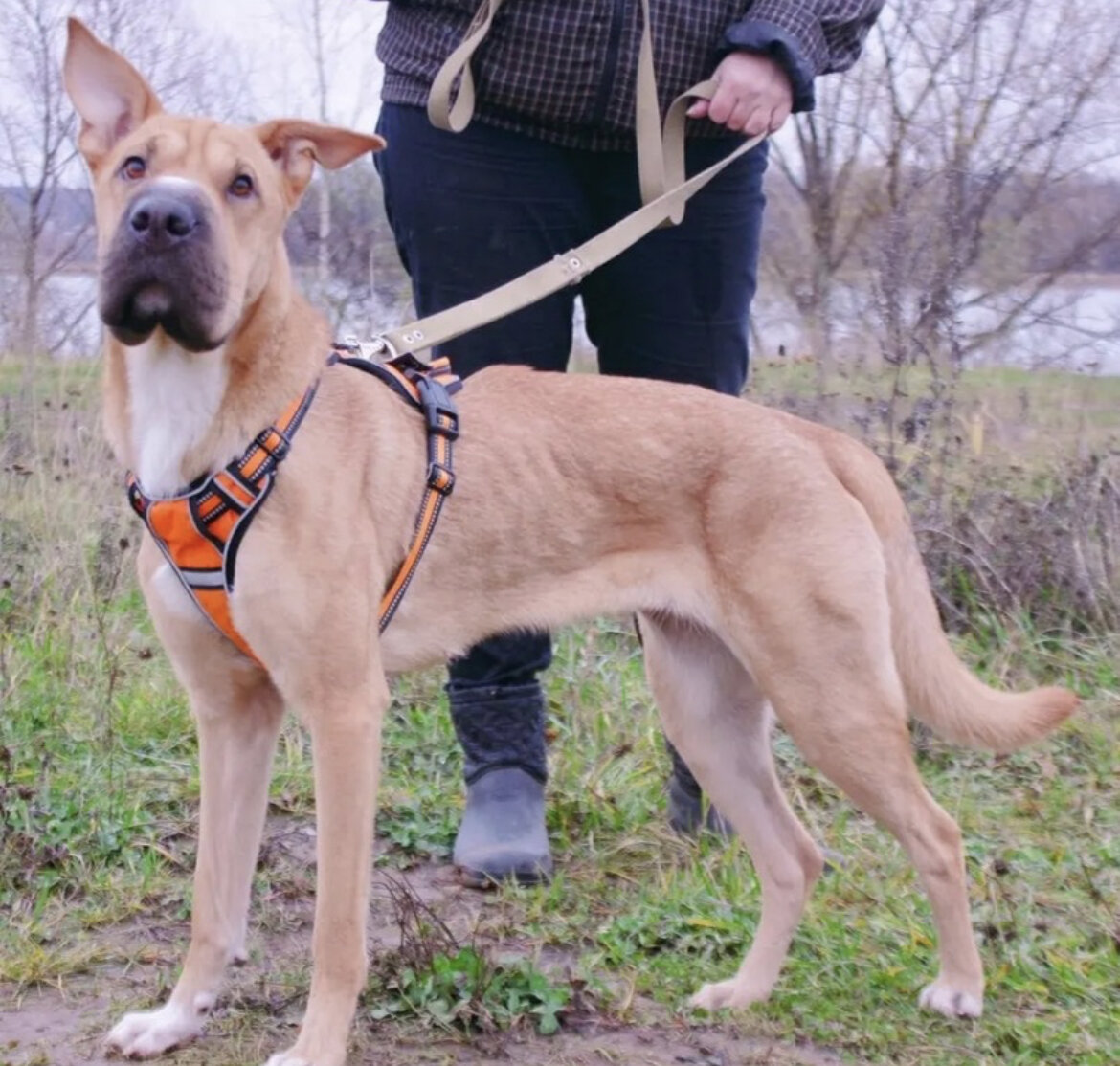 Раде нужен дом 