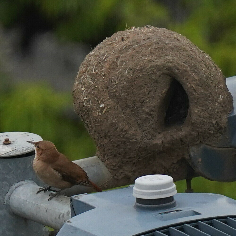 Печник и его творение, фото @Daniel S. Katz Бразилия