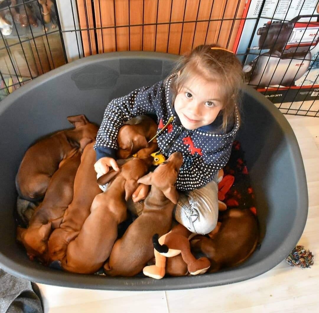 Деть человеческий приехал в гости к детям таксячьим.