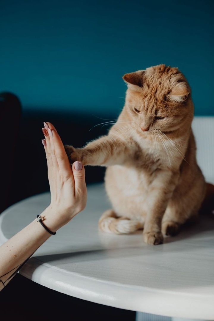 Фото заимствовано с сайта https://ru.pinterest.com/