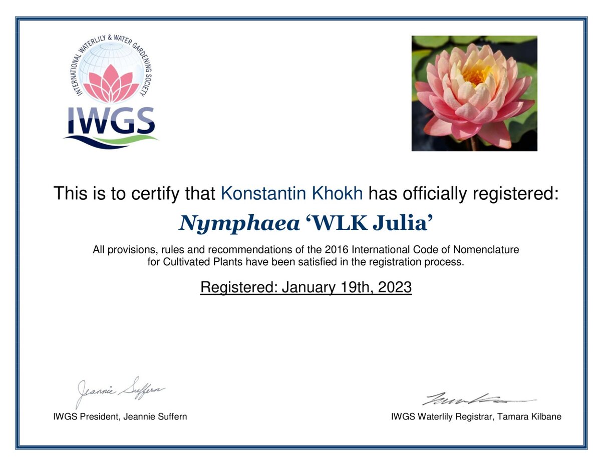 Сертификат на нимфею Julia