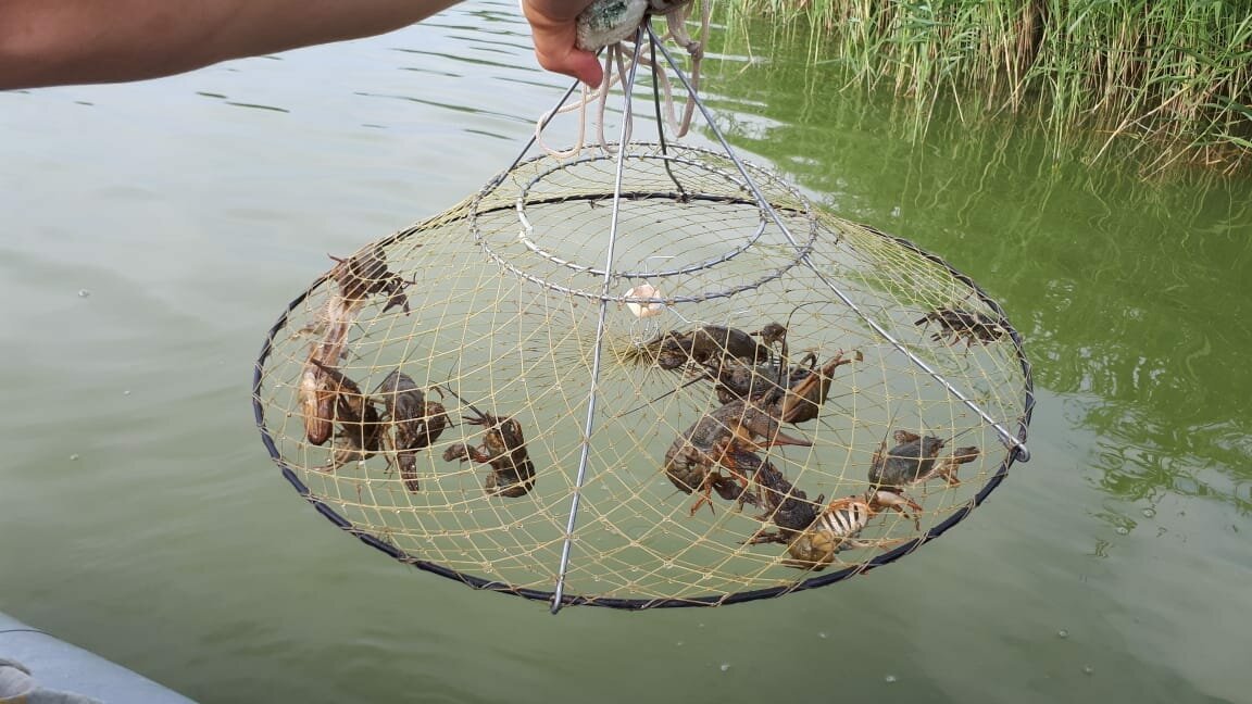 Легальная раколовка