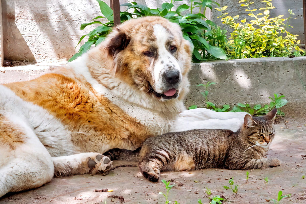 Собака будет выполнять команды машинально, но не бездумно.