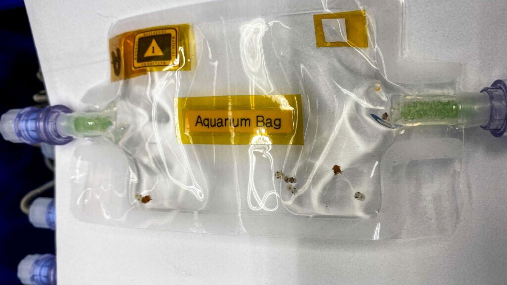 Источник: https://www.popsci.com/space/nasa-sends-squid-to-space/