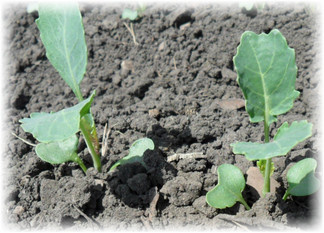 Для выращивания в теплице или открытом грунте одинаково важно удачно выбрать участок земли. Для этого стоит придерживаться определённых правил: