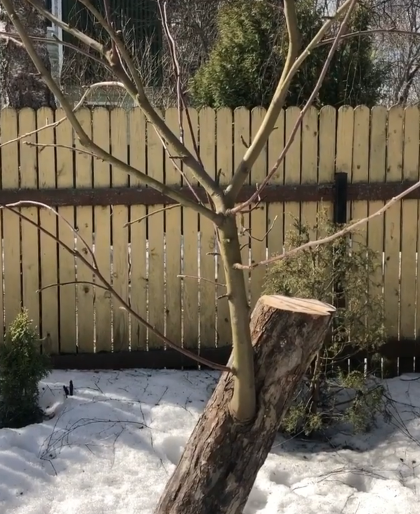 наша яблонька