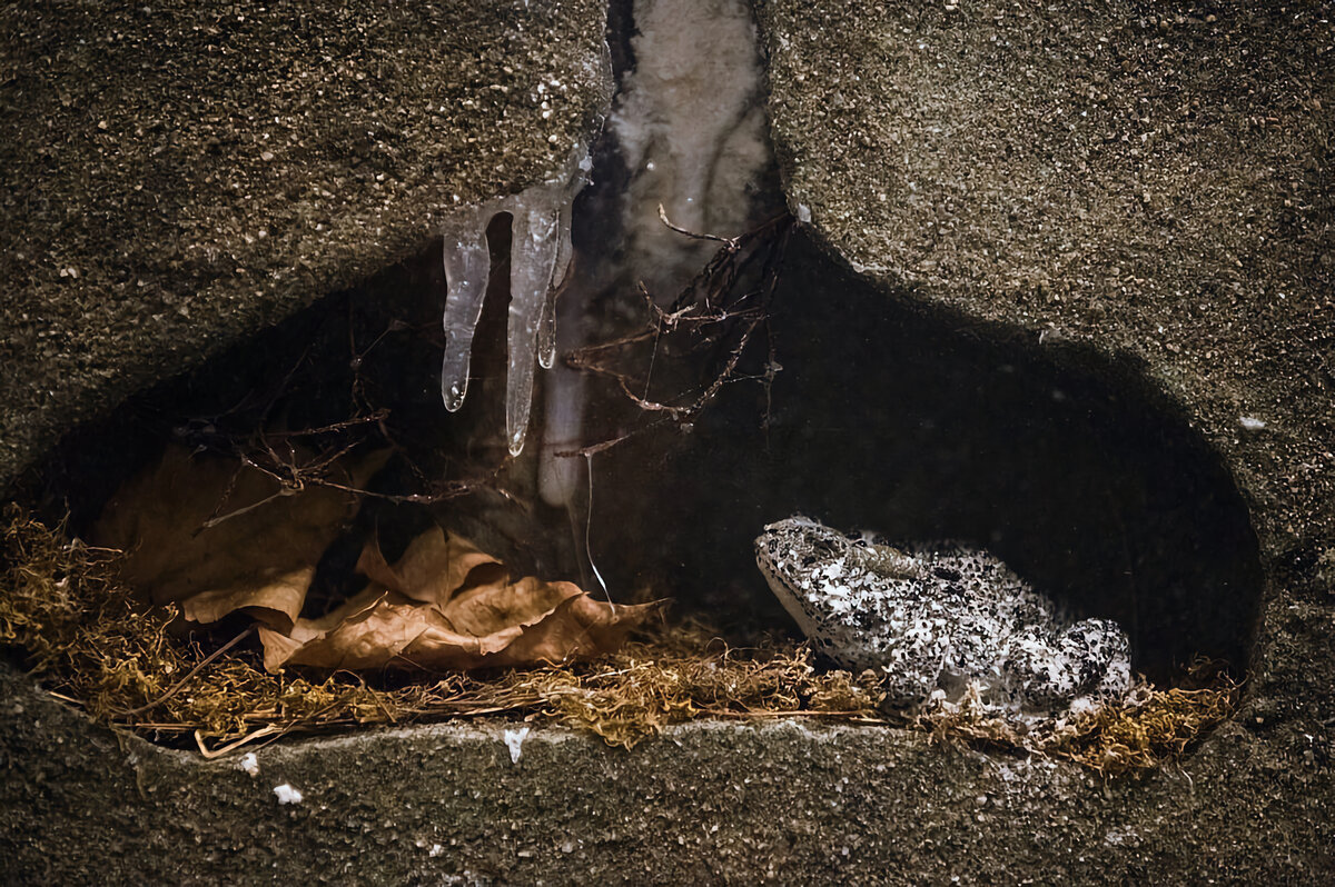 анабиоз лягушки. жабы в спячке. лягушка в спячке. лягушка в спячке. лягушки зимуют подо льдом.