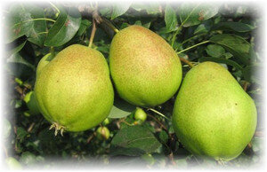 Многие садоводы выбирают для своих садов низкорослые, высокоурожайные деревья, которые морозоустойчивы и не подвержены болезням. Груша киффер является именно таким деревом. Это осенний вид груши, который вывели в США, хорошо прижился в России, Украине, Молдавии.