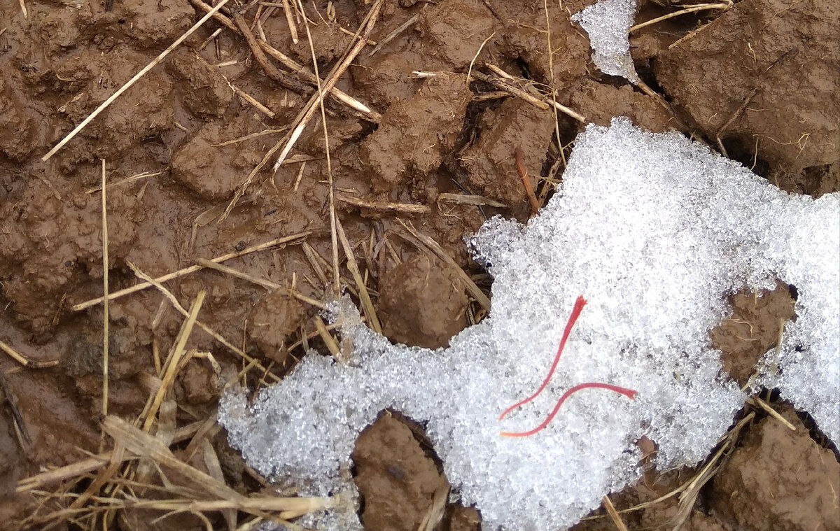 Моя добыча на плантации в Кашмире. Фото автора.