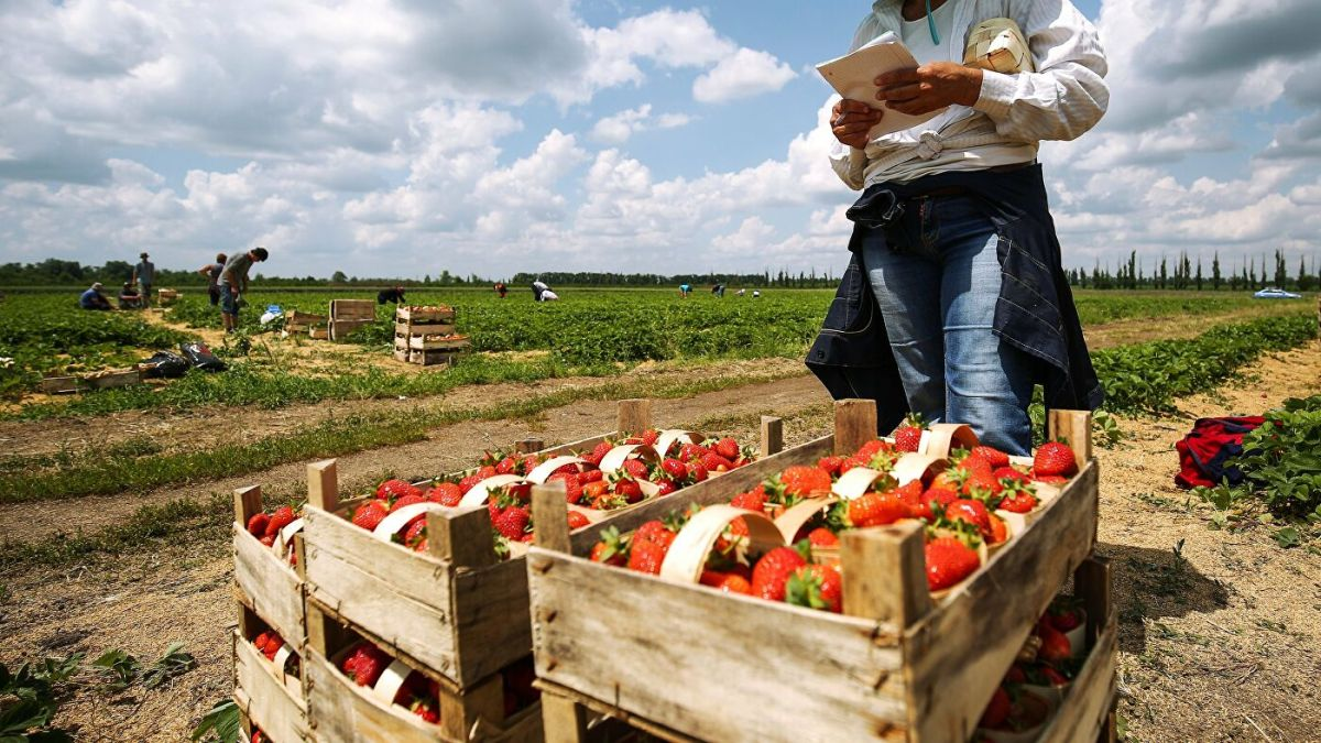 Собирать жатву. Сбор урожая. Сбор урожая овощей. Урожай клубники. Сбор урожая в огороде.