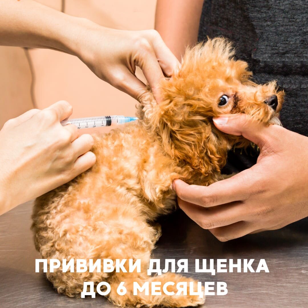 Сегодня разберемся какие и как часто надо делать прививки , чтобы обезопасить щенка от болезней.