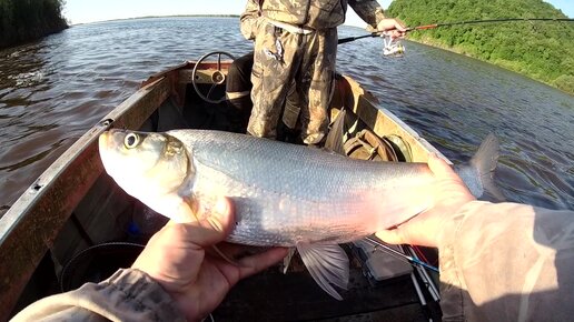 Рыбалка на реке Амур: особенности, рыбы, снасти - всё для рыбаков