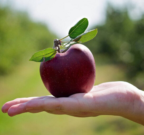 Из свободного доступа