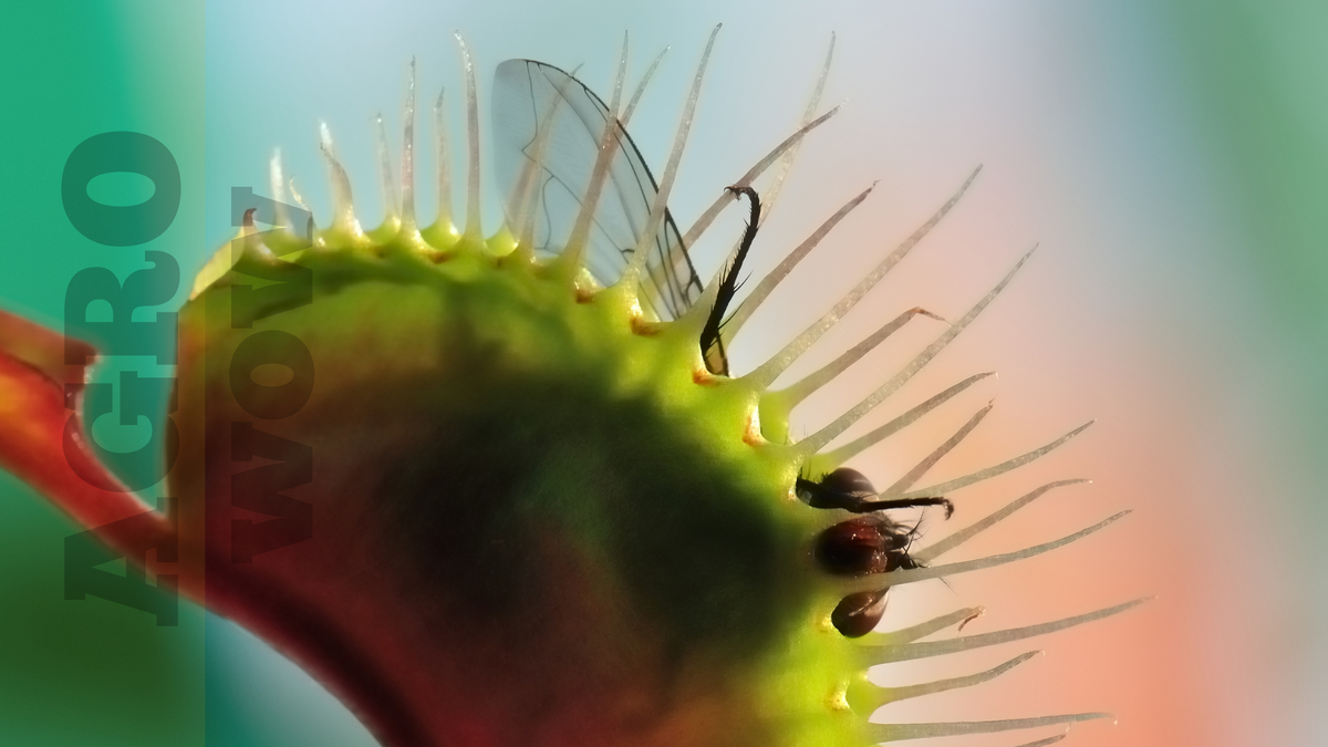 Растение венерина мухоловка